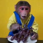 Baby Monkey EM eats a bunch of American Grapes