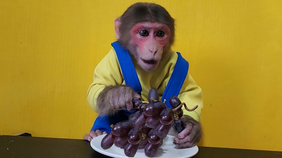 Baby Monkey EM eats a bunch of American Grapes