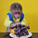 Baby Monkey EM eats Grapes and Tangerines