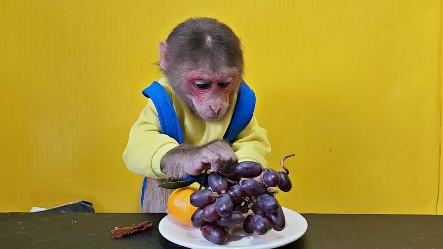 Baby Monkey EM eats Grapes and Tangerines