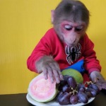 Baby monkey EM eats Guava Grapes