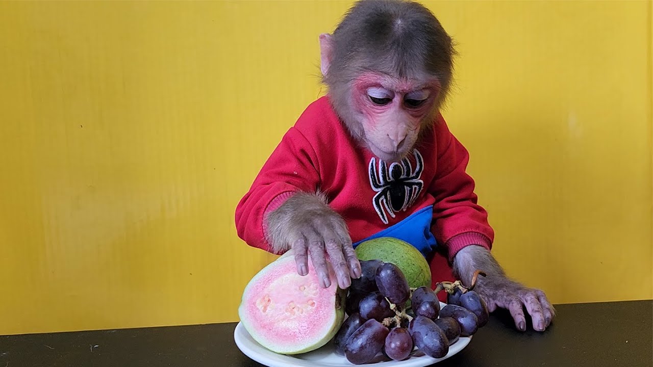 Baby monkey EM eats Guava Grapes