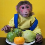 Baby Monkey will choose to eat Tangerine or Guava