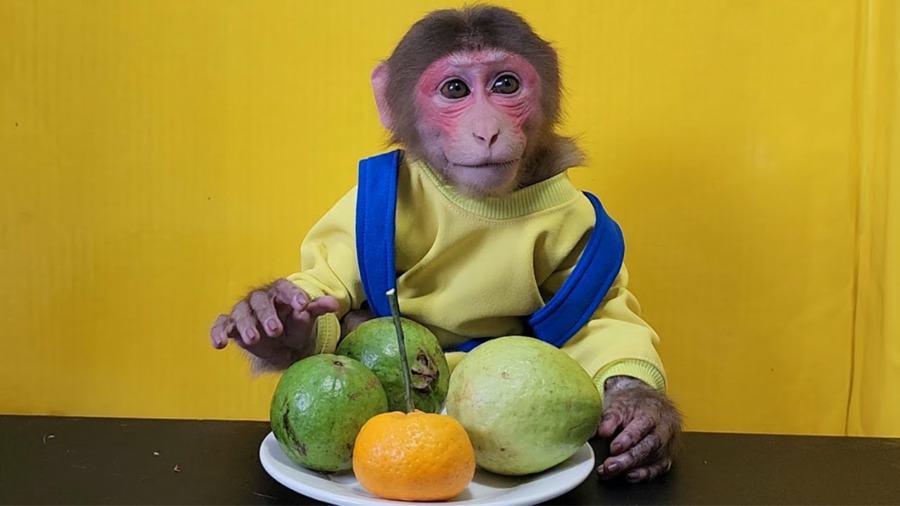 Baby Monkey will choose to eat Tangerine or Guava