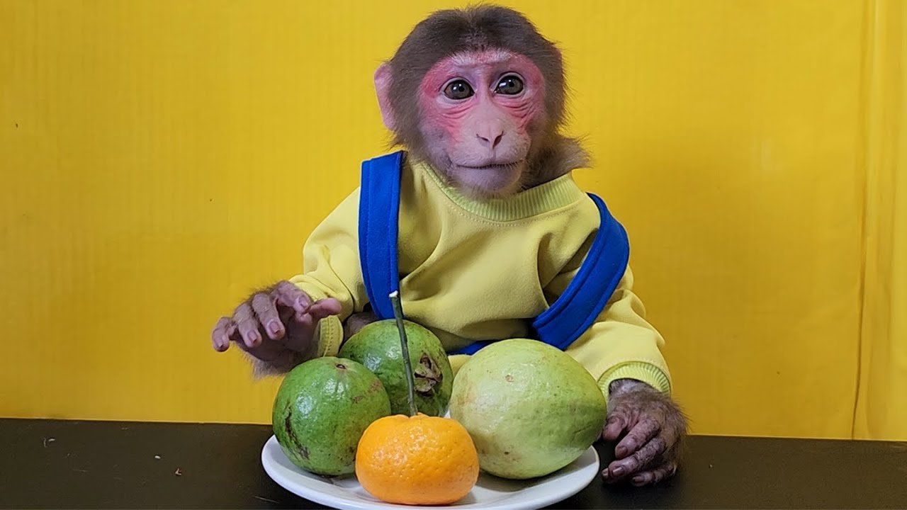 Baby Monkey will choose to eat Tangerine or Guava