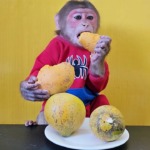 Monkey EM eats eggfruit