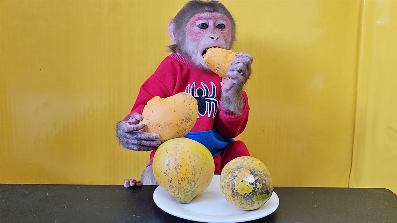 Monkey EM eats eggfruit