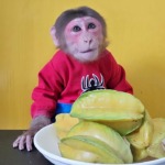 Monkey EM eats Starfruit So Cute