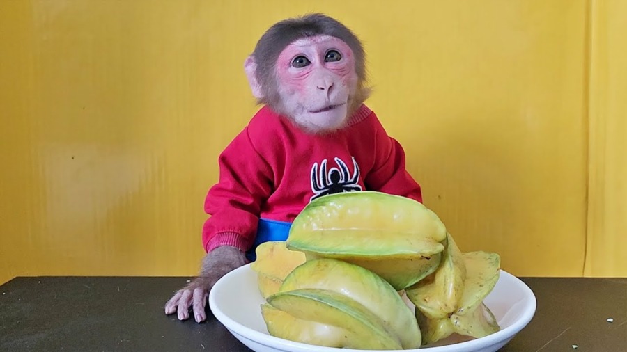 Monkey EM eats Starfruit So Cute