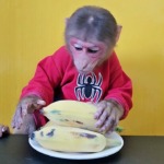 Monkey EM eats three American Bananas