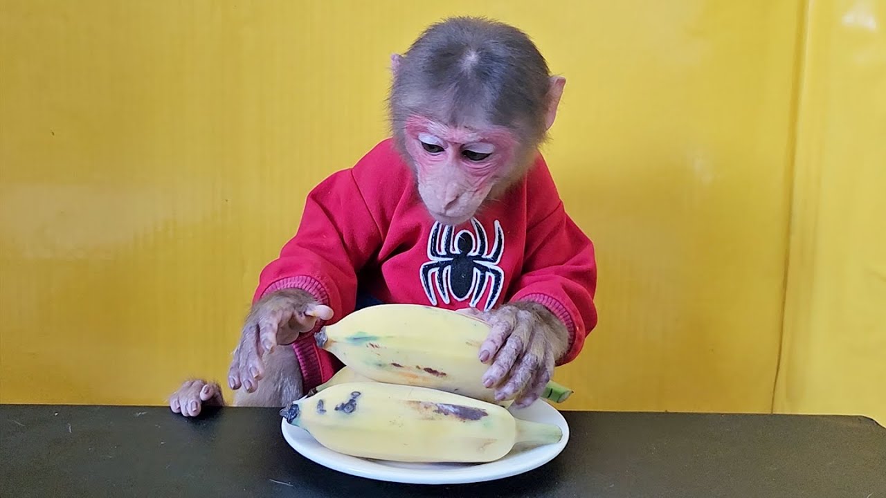Monkey EM eats three American Bananas