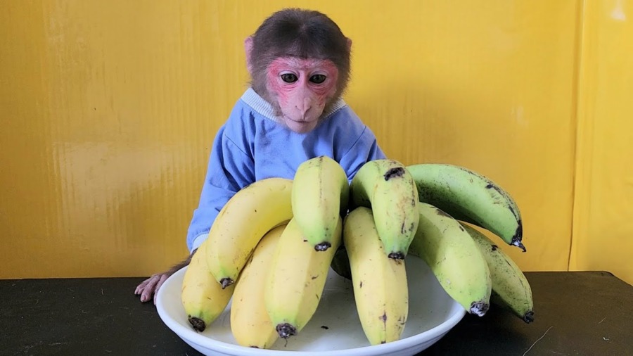 Baby Monkey EM Eats Banana Japanese So Cute