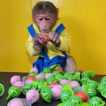 MONKEY Eats Watermelon Peach Strawberry Candy