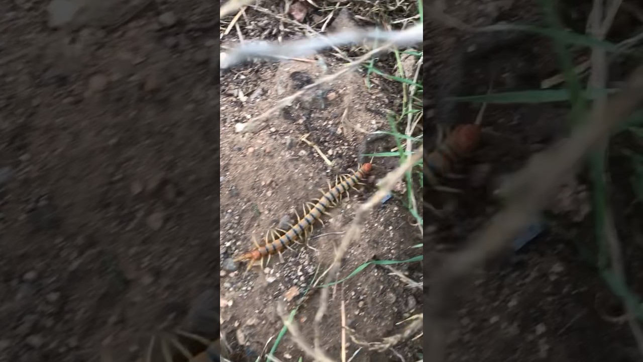 Scolopendra polymorpha aka Tiger Centipede #centipede #bugs #california #metaldetecting